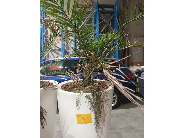 Lot 5 - dadelpalm in pot - afbeelding 3 van  3