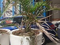 Lot 5 - dadelpalm in pot - afbeelding 3 van  3