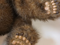 Lot 5 - interactieve beer luv cubs hasbro - afbeelding 3 van  5