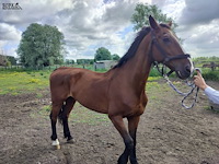 Lot 50 - paard: dcasmier - afbeelding 1 van  9