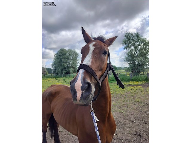 Lot 50 - paard: dcasmier - afbeelding 2 van  9