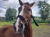 Lot 50 - paard: dcasmier - afbeelding 2 van  9