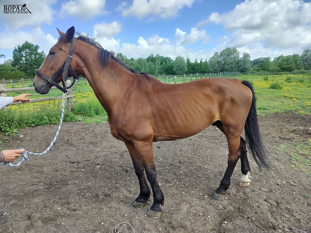 Lot 50 - paard: dcasmier - afbeelding 3 van  9