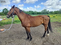 Lot 50 - paard: dcasmier - afbeelding 3 van  9