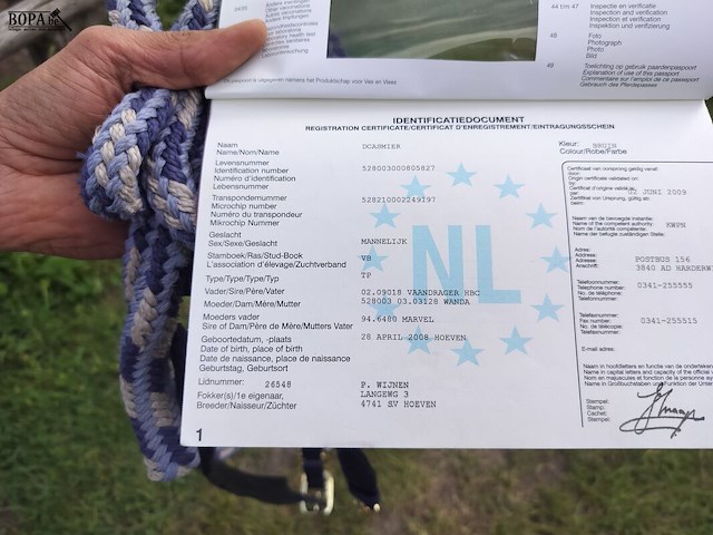 Lot 50 - paard: dcasmier - afbeelding 4 van  9