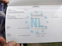 Lot 50 - paard: dcasmier - afbeelding 6 van  9