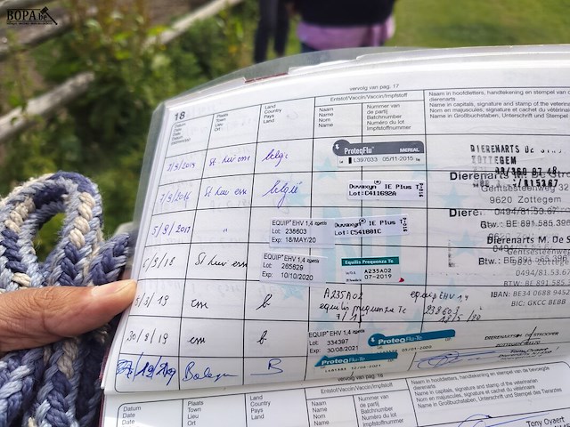 Lot 50 - paard: dcasmier - afbeelding 8 van  9