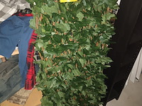 Lot 50 - uittrekbare wand nep klimop. 2 stuks - afbeelding 1 van  3