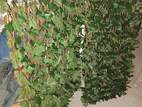 Lot 50 - uittrekbare wand nep klimop. 2 stuks - afbeelding 2 van  3