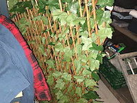 Lot 50 - uittrekbare wand nep klimop. 2 stuks - afbeelding 3 van  3