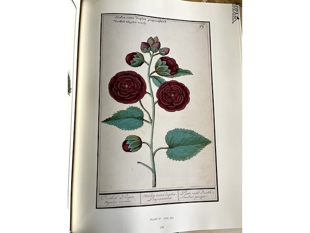 Lot 51 - de albums van anselmus de boodt - afbeelding 2 van  4