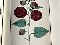 Lot 51 - de albums van anselmus de boodt - afbeelding 2 van  4