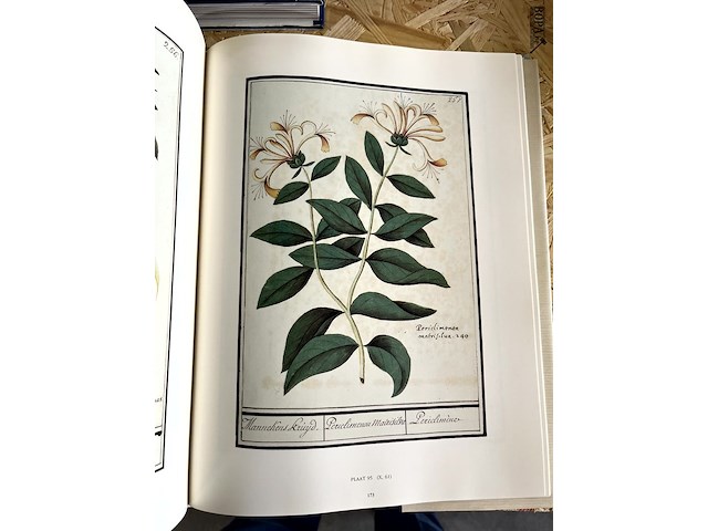 Lot 51 - de albums van anselmus de boodt - afbeelding 3 van  4