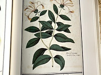 Lot 51 - de albums van anselmus de boodt - afbeelding 3 van  4