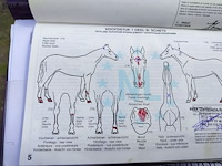 Lot 51 - paard: equador - dressuurpaard - afbeelding 2 van  14