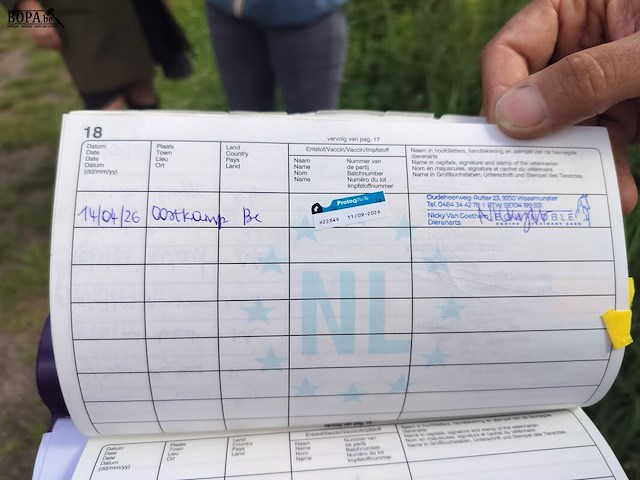 Lot 51 - paard: equador - dressuurpaard - afbeelding 3 van  14