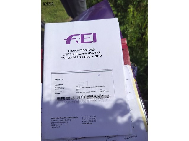 Lot 51 - paard: equador - dressuurpaard - afbeelding 6 van  14