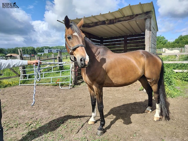 Lot 51 - paard: equador - dressuurpaard - afbeelding 1 van  14