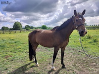 Lot 51 - paard: equador - dressuurpaard - afbeelding 7 van  14