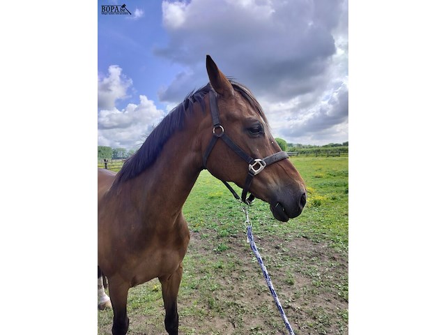 Lot 51 - paard: equador - dressuurpaard - afbeelding 8 van  14