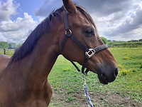 Lot 51 - paard: equador - dressuurpaard - afbeelding 8 van  14