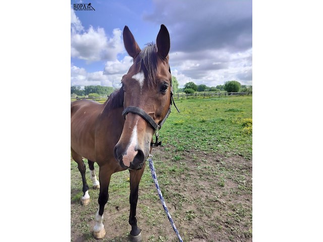 Lot 51 - paard: equador - dressuurpaard - afbeelding 9 van  14