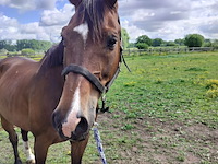 Lot 51 - paard: equador - dressuurpaard - afbeelding 9 van  14