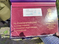 Lot 51 - paard: equador - dressuurpaard - afbeelding 10 van  14