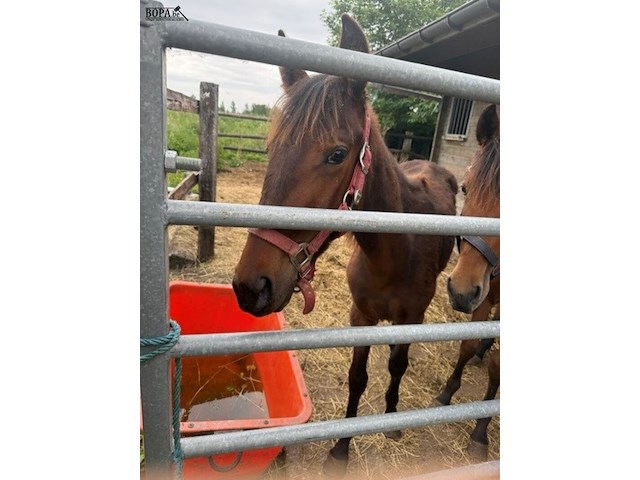 Lot 52 - paard amour lj - afbeelding 1 van  1