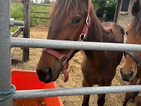 Lot 52 - paard amour lj - afbeelding 1 van  1