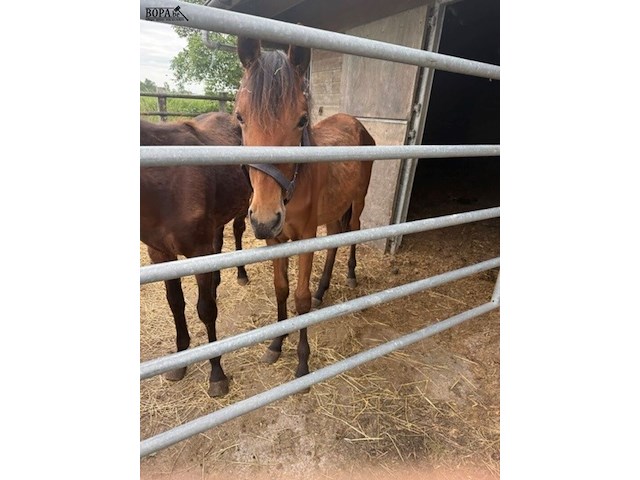 Lot 53 - paard power elj - afbeelding 1 van  1