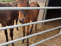 Lot 53 - paard power elj - afbeelding 1 van  1