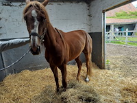 Lot 54 - opgeschort !! - afbeelding 1 van  12