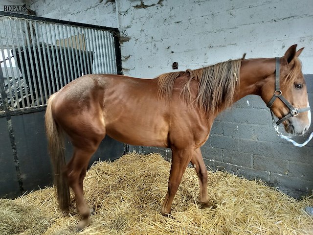 Lot 54 - opgeschort !! - afbeelding 5 van  12
