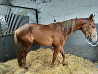 Lot 54 - opgeschort !! - afbeelding 5 van  12