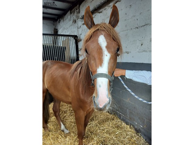 Lot 54 - opgeschort !! - afbeelding 6 van  12