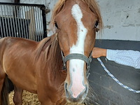 Lot 54 - opgeschort !! - afbeelding 6 van  12