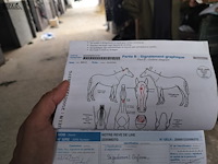 Lot 54 - opgeschort !! - afbeelding 10 van  12