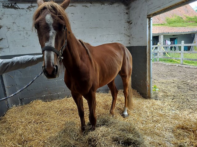 Lot 54 - paard notre reve de line - afbeelding 1 van  12