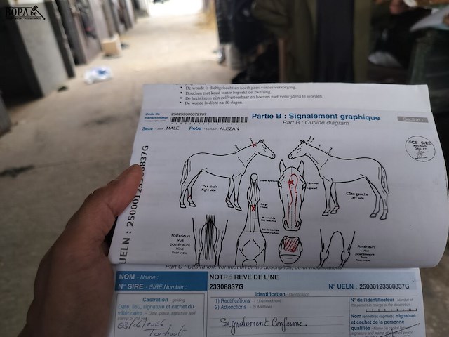 Lot 54 - paard notre reve de line - afbeelding 10 van  12