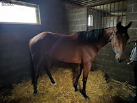 Lot 55 - paard kezira de line - afbeelding 1 van  13