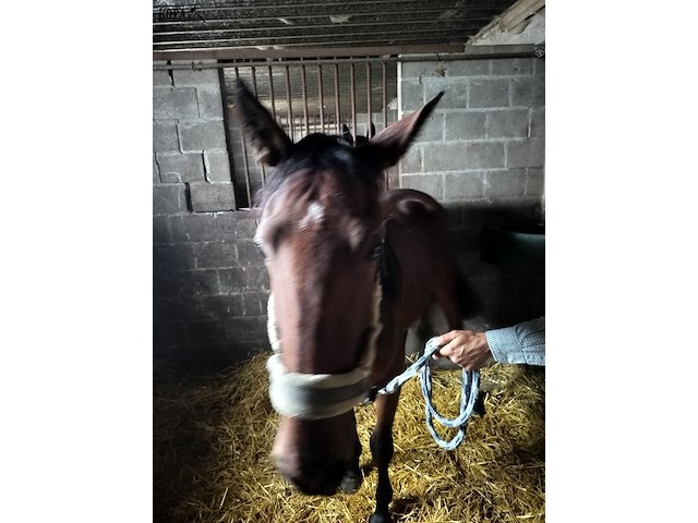 Lot 56 - paard victory lj - afbeelding 1 van  9
