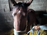 Lot 56 - paard victory lj - afbeelding 1 van  9