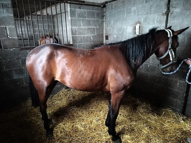 Lot 56 - paard victory lj - afbeelding 2 van  9