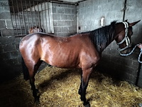 Lot 56 - paard victory lj - afbeelding 2 van  9