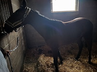 Lot 56 - paard victory lj - afbeelding 3 van  9