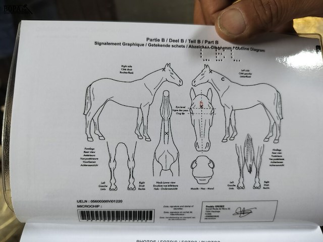 Lot 56 - paard victory lj - afbeelding 7 van  9