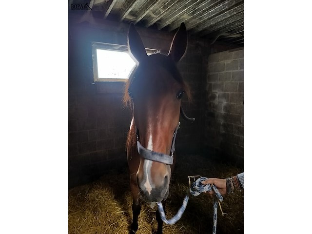 Lot 57 - paard mister elji - afbeelding 1 van  9