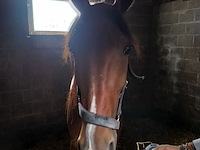 Lot 57 - paard mister elji - afbeelding 1 van  9