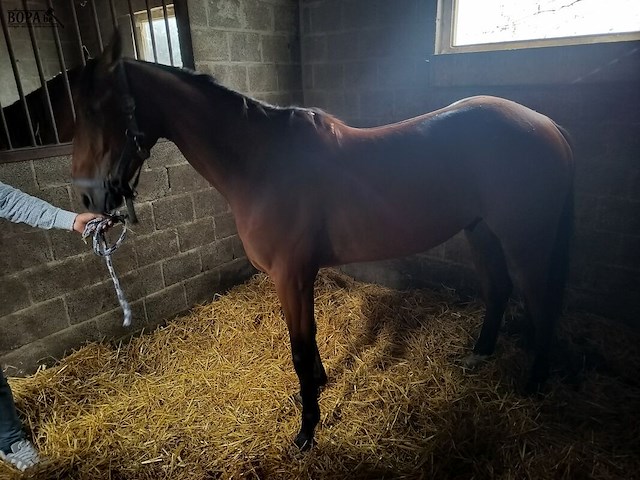 Lot 57 - paard mister elji - afbeelding 2 van  9